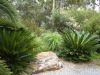residential native garden, low maintenance garden with cycads & local quarry rock